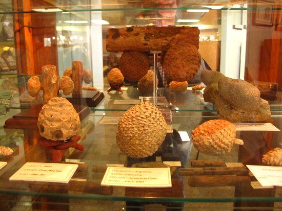 Petrified Wood Gallery
